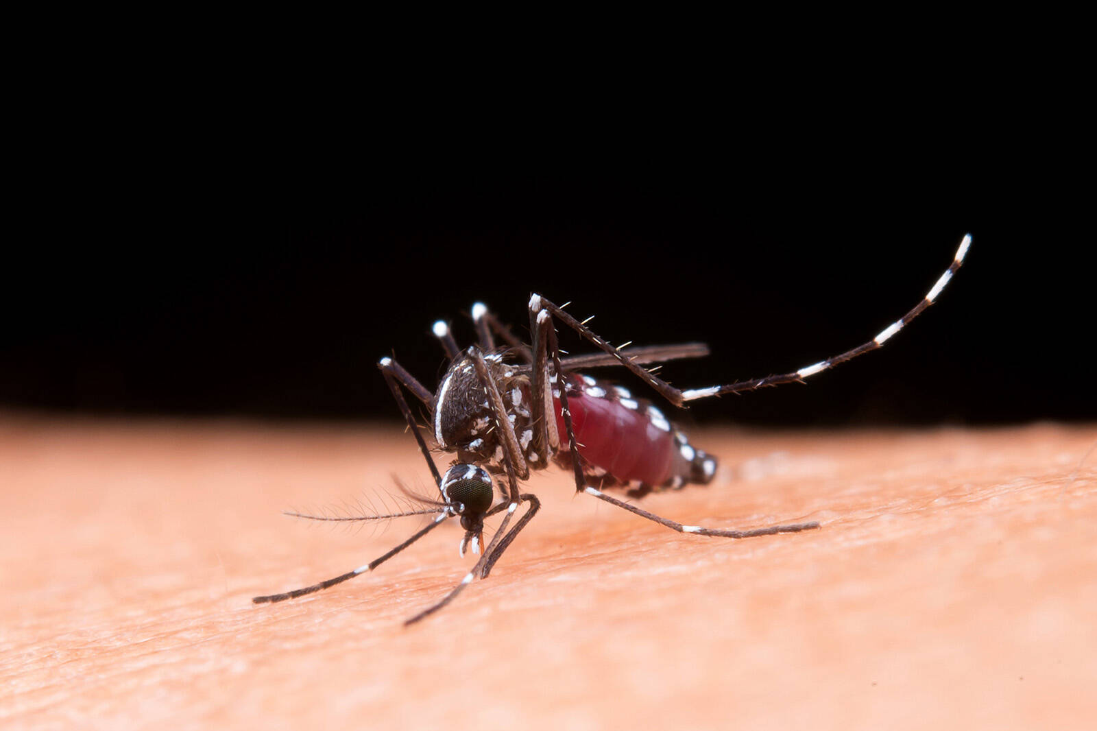 Dengue en Nouvelle-Calédonie : les autorités alertent face à un risque épidémique réel