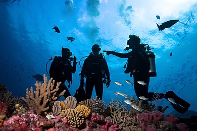 En Martinique, Lab’o Coraux lancé au port pour sauver des récifs au bord de l’effondrement