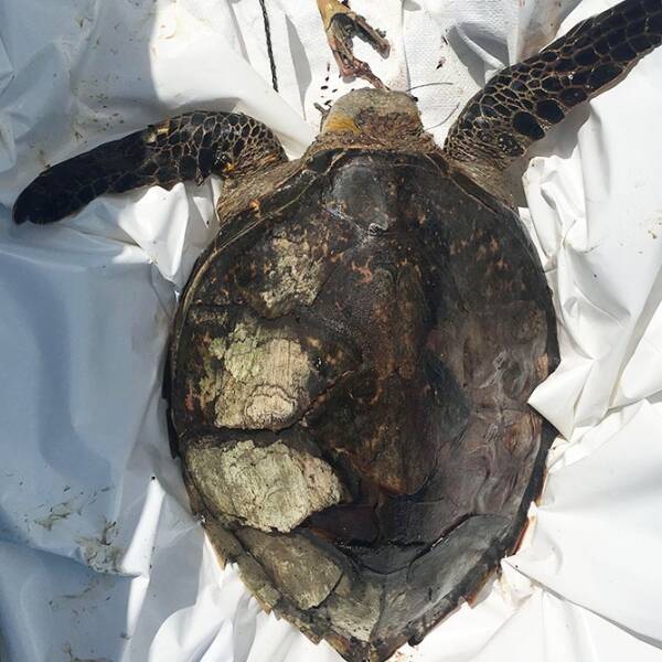 Mayotte : le braconnage responsable de 84 % des décès de tortues en 2024