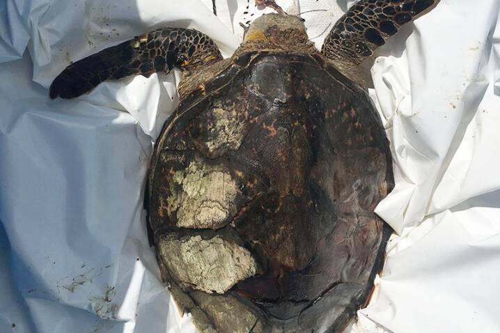 Mayotte : le braconnage responsable de 84 % des décès de tortues en 2024