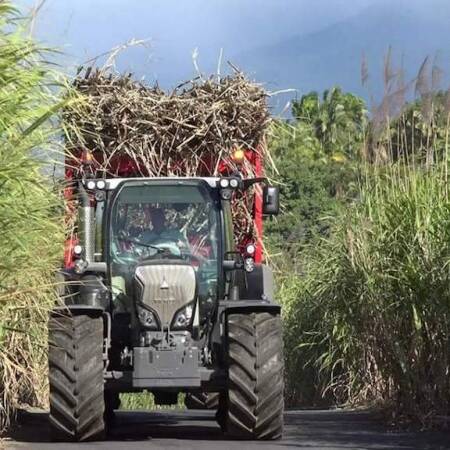 Campagne sucrière 2026 en Guadeloupe : démarrage suspendu sur fond de bras de fer social