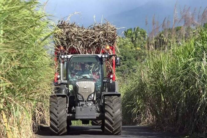 Campagne sucrière 2026 en Guadeloupe : démarrage suspendu sur fond de bras de fer social