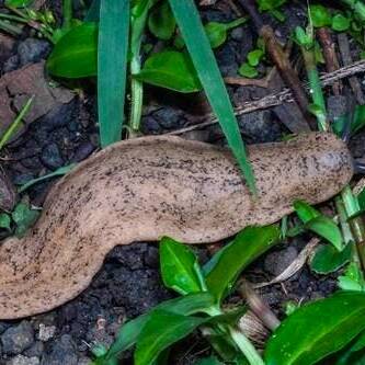 Martinique : la limace à crêpe, un nuisible invasif qui inquiète dans le Nord