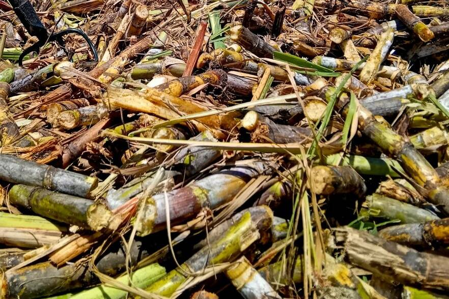 Campagne sucrière 2026 : un démarrage anticipé pour relancer la filière guadeloupéenne