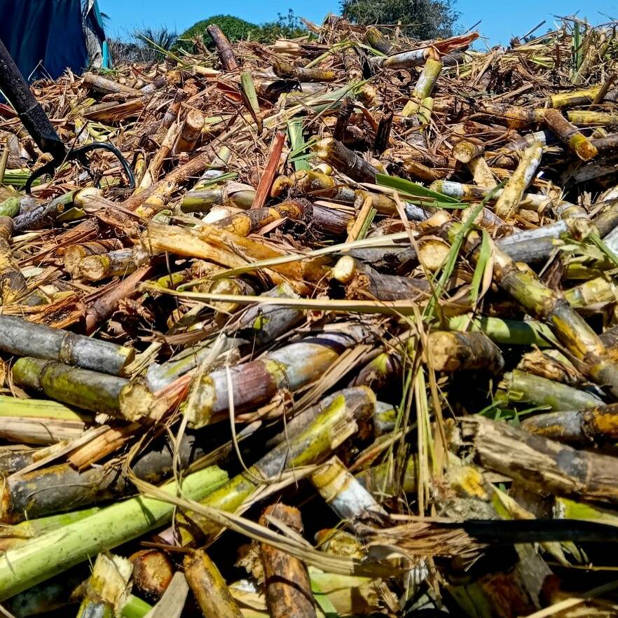 Campagne sucrière 2026 : un démarrage anticipé pour relancer la filière guadeloupéenne