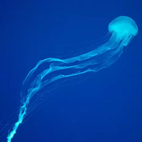 Nouvelle-Calédonie : alerte aux cuboméduses dans le lagon du grand Nouméa