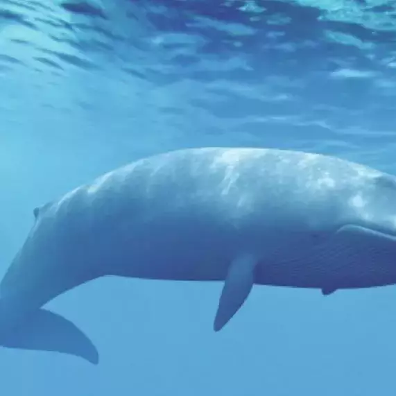 Guadeloupe : un sanctuaire exemplaire pour l’observation des baleines