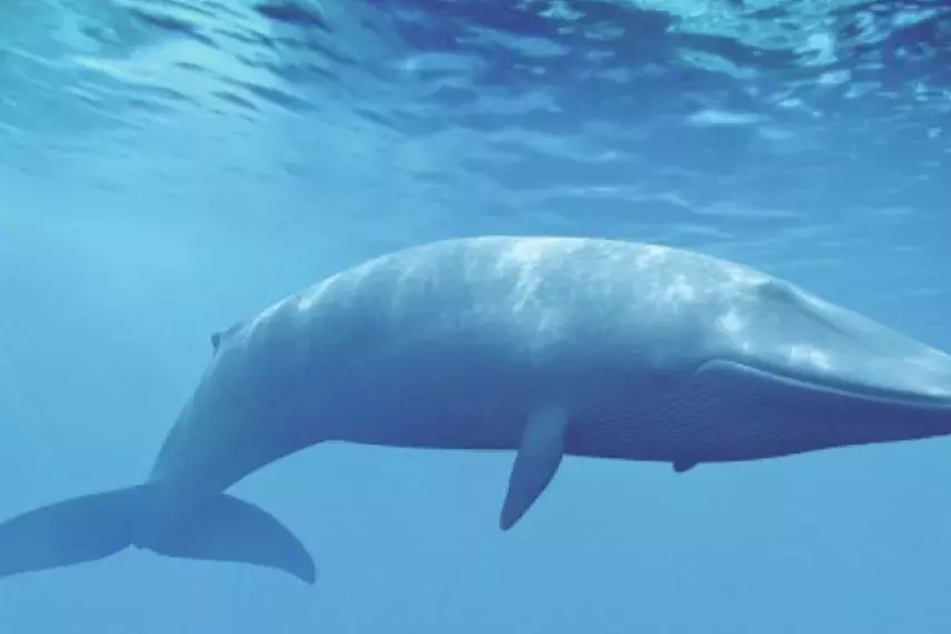 Guadeloupe : un sanctuaire exemplaire pour l’observation des baleines