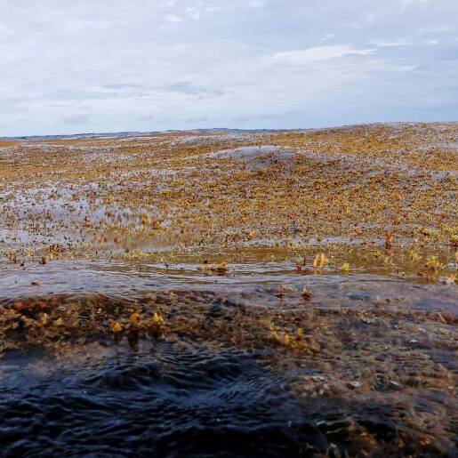 Sargasses aux Antilles : l’IEDOM appelle à une réponse coordonnée face à un enjeu structurel