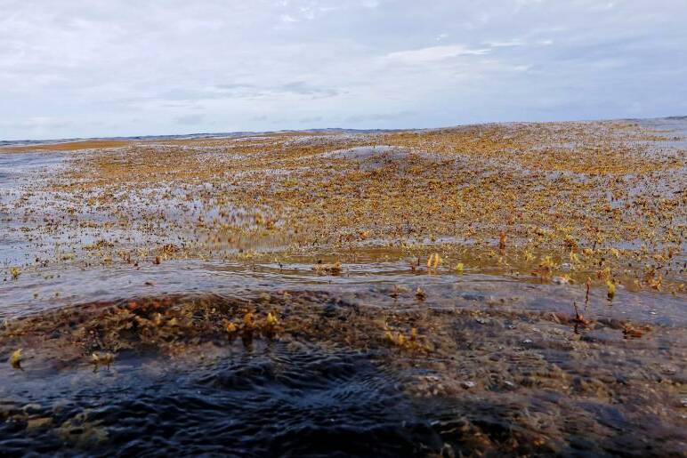 Sargasses aux Antilles : l’IEDOM appelle à une réponse coordonnée face à un enjeu structurel