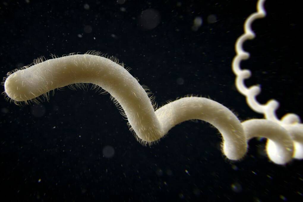 La Réunion : forte hausse des cas de leptospirose, un décès depuis janvier