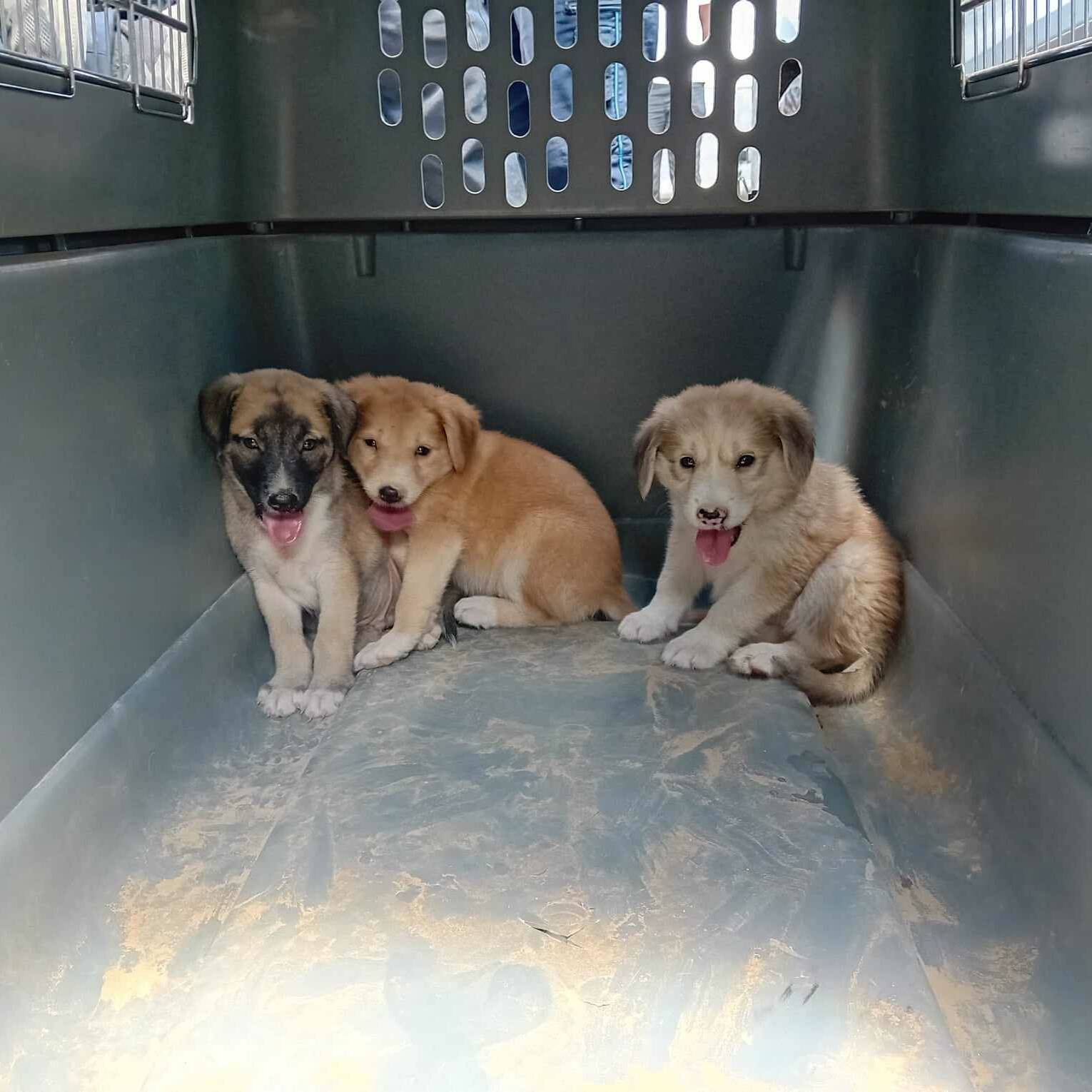 Mayotte : 247 chiens et chiots capturés en 2025 dans le cadre du plan Chiens