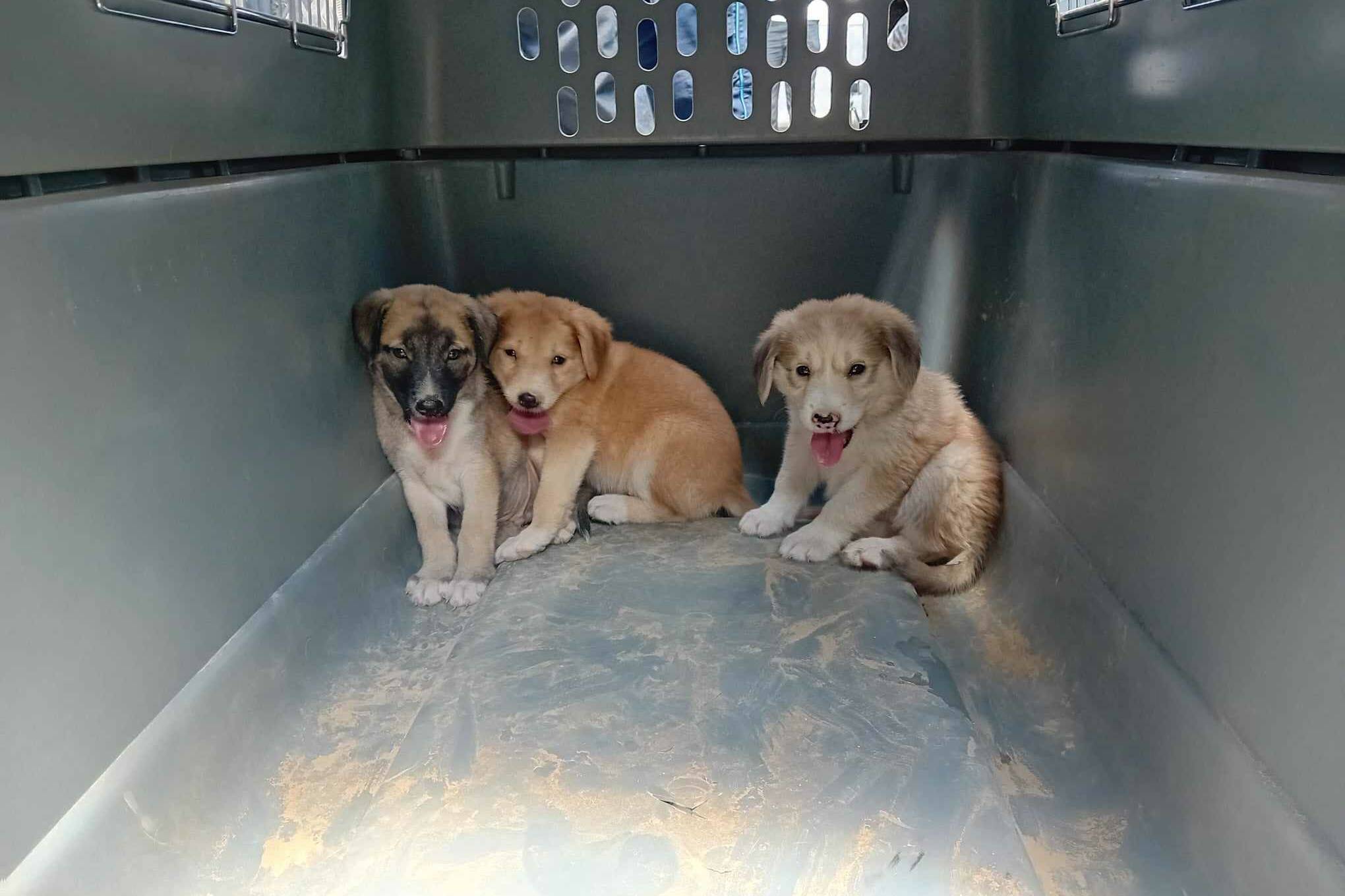 Mayotte : 247 chiens et chiots capturés en 2025 dans le cadre du plan Chiens