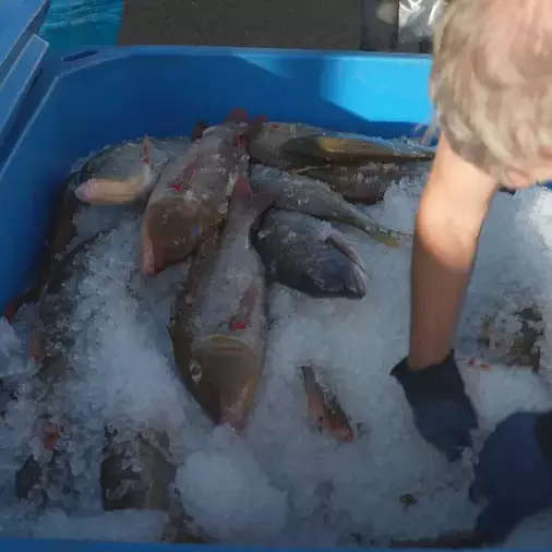 Nouvelle-Calédonie : la vente illégale de poisson fragilise une filière déjà éprouvée