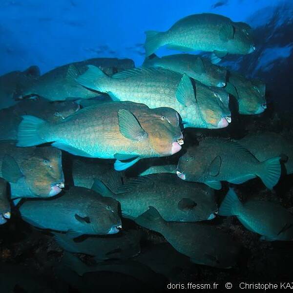Nouvelle-Calédonie : des pêcheurs condamnés pour la capture de perroquets à bosse protégés