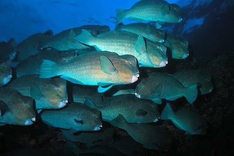 Nouvelle-Calédonie : des pêcheurs condamnés pour la capture de perroquets à bosse protégés