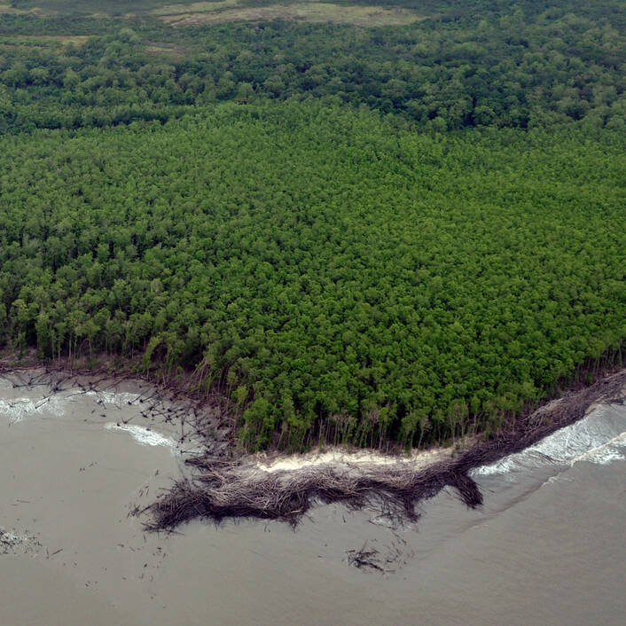 Cayenne ouvre les portes de sa mangrove au grand public à la pointe Buzaré