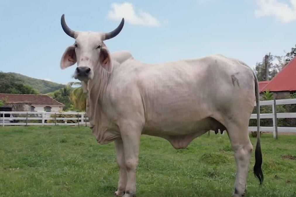 Biguine, fierté martiniquaise, déjà en route pour le Salon 2027