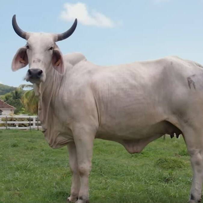 Biguine, fierté martiniquaise, déjà en route pour le Salon 2027