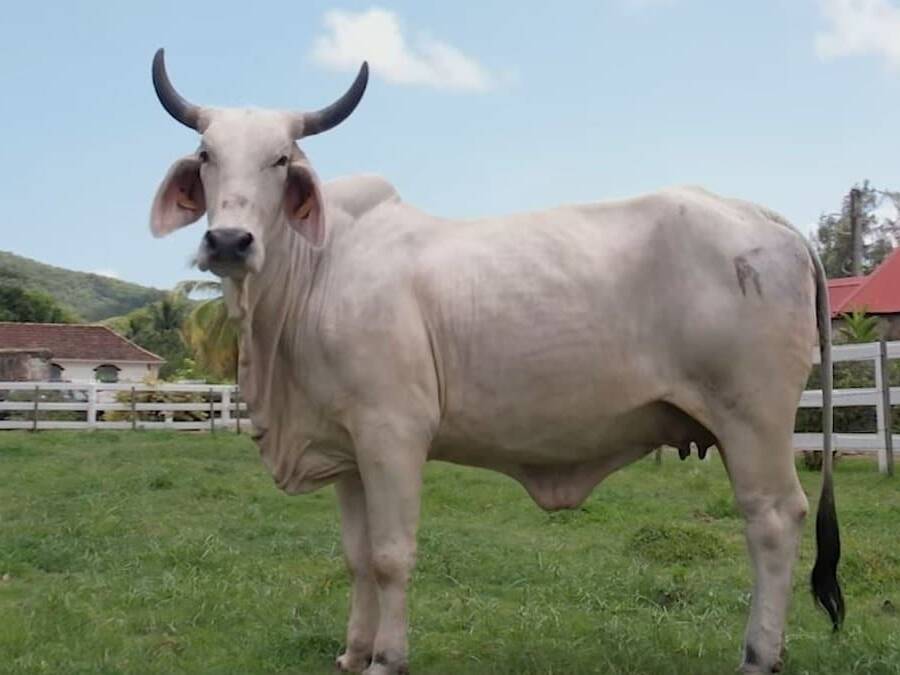 Biguine, fierté martiniquaise, déjà en route pour le Salon 2027