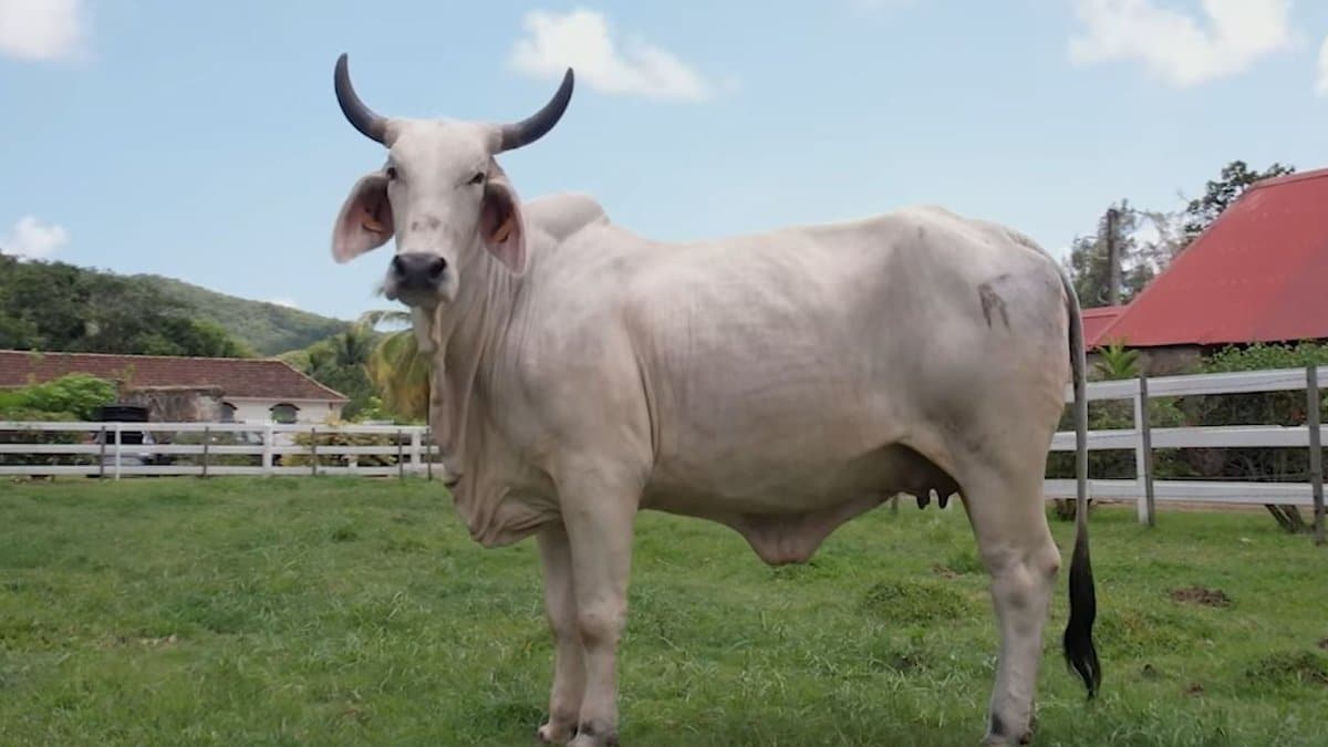 Biguine, fierté martiniquaise, déjà en route pour le Salon 2027