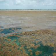 Biochar de sargasses : une piste sérieuse pour fertiliser les sols guadeloupéens