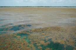 Biochar de sargasses : une piste sérieuse pour fertiliser les sols guadeloupéens