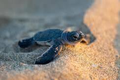 Bébés tortues vertes : une éclosion rare et réussie sur la plage de Kélonia