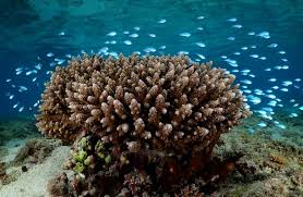 Il plonge dans les profondeurs du lagon pour dévoiler les récifs oubliés de Mayotte
