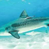 Nouméa : la province Sud relance l’abattage des requins après l’attaque mortelle