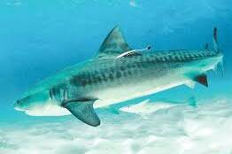 Nouméa : la province Sud relance l’abattage des requins après l’attaque mortelle