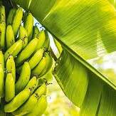 Chlordécone : la cour d’appel rendra sa décision le 22 juin sur le non-lieu