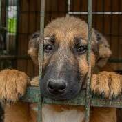 Maltraitance animale en Guadeloupe : l’État rappelle que la loi s’applique sans exception