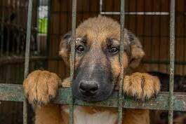 Maltraitance animale en Guadeloupe : l’État rappelle que la loi s’applique sans exception