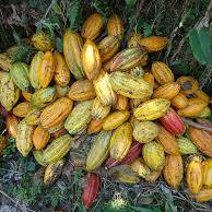 À Mayotte, la filière cacao se relève un an après le cyclone Chido