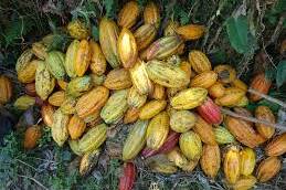 À Mayotte, la filière cacao se relève un an après le cyclone Chido