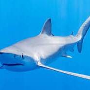 Nouvelle-Calédonie : quarante ans d’attaques de requins et un danger toujours présent