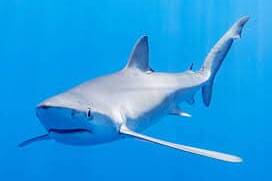 Nouvelle-Calédonie : quarante ans d’attaques de requins et un danger toujours présent