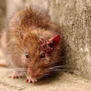 Leptospirose à La Réunion : un mort et 58 cas depuis janvier, l’ARS sonne l’alerte