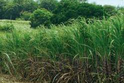 Agriculture ultramarine : 600 millions d’euros d’aides européennes, un soutien vital mais concentré