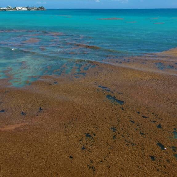 Martinique : l’État renforce la lutte contre les sargasses avec deux nouveaux navires