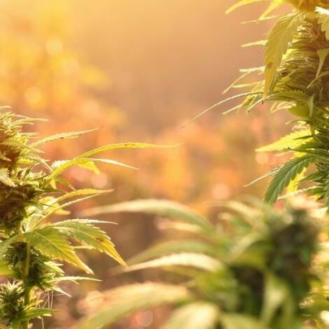 La Réunion : un trafiquant de zamal récidiviste interpellé à Saint-Joseph