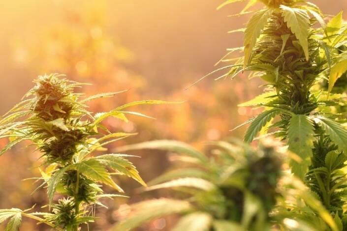 La Réunion : un trafiquant de zamal récidiviste interpellé à Saint-Joseph