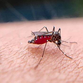 Chikungunya à Mayotte: l’alerte monte, les futures mamans en première ligne Une piqûre, et tout s’accélère À Mayotte, le moustique ne fait pas de politique, mais il profite des faiblesses bien réelles du territoire. Le Réseau Périnatal de Mayotte (REPEMA) hausse le ton face à la montée des cas de chikungunya et appelle à la vigilance, surtout pour les femmes enceintes. On parle de santé, de vies fragiles, de bébés à protéger, pas d’un simple « virus de saison » qu’on balayerait d’un revers de main. Concrètement, l’Agence régionale de santé recense 315 cas répartis sur toute l’île, avec un taux de 30 %. La circulation s’installe, et avec elle le risque de voir les consultations et les urgences se tendre. Ajoutez à cela les pluies, les eaux stagnantes au pied des maisons, les bidons, les seaux, les gîtes larvaires qui se multiplient comme des petites bombes à retardement, et vous obtenez le cocktail parfait pour Aedes, ce moustique qui adore nos habitudes quand elles baissent la garde. Chez les femmes enceintes, le REPEMA veut frapper fort et parler vrai, parce que la grossesse ne laisse aucune place à l’improvisation. Une hospitalisation positive au chikungunya a déjà été enregistrée, et les chiffres de 2025 donnent le ton: 49 hospitalisations, dont 19 femmes enceintes. Ce n’est pas un détail. La maladie peut clouer au lit, déclencher fièvre et douleurs articulaires, et autour de l’accouchement la vigilance devient maximale, car le risque de transmission au nouveau-né n’a rien d’une légende urbaine. Alors, on fait quoi, vous et moi, dans le réel, au quotidien. On assèche tout ce qui retient l’eau, on couvre les réserves, on nettoie les abords, on met des moustiquaires, on porte long quand les moustiques sortent, on utilise un répulsif compatible avec la grossesse après avis médical, et on arrête de laisser l’environnement décider à notre place. La prévention, ce n’est pas un slogan: c’est une discipline, un réflexe, une hygiène de vie qui protège les familles et soulage un système de soins déjà trop souvent sous pression. Et si les symptômes débarquent, pas d’héroïsme inutile: le message est net, « consultez immédiatement un médecin ou appelez le 15 ». À Mayotte, quand la santé vacille, l’État, les soignants, les réseaux de terrain doivent pouvoir compter sur une population qui écoute et qui agit, parce que la solidarité commence dans la cour, dans la maison, au pied du robinet, là où naissent les moustiques et où se joue aussi la protection des plus petits. Demain, la bataille se gagnera à la fois dans les foyers et dans la mobilisation collective, avec une île qui refuse de subir et choisit de se protéger. Sources: https://la1ere.franceinfo.fr/mayotte/le-reseau-perinatal-de-mayotte-appelle-les-femmes-enceintes-a-la-vigilance-face-a-la-montee-des-cas-de-chikungunya-1680249.html https://www.santepubliquefrance.fr/maladies-et-traumatismes/maladies-a-transmission-vectorielle/chikungunya https://www.ars.sante.fr/les-moustiques-et-les-maladies-quils-transmettent