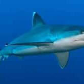 La Réunion : deux requins observés aux Roches Noires et à Saint-Pierre