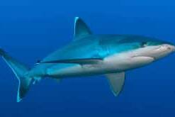 La Réunion : deux requins observés aux Roches Noires et à Saint-Pierre