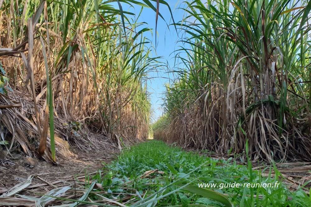 Guadeloupe : nouveau report pour le lancement de la campagne sucrière 2026