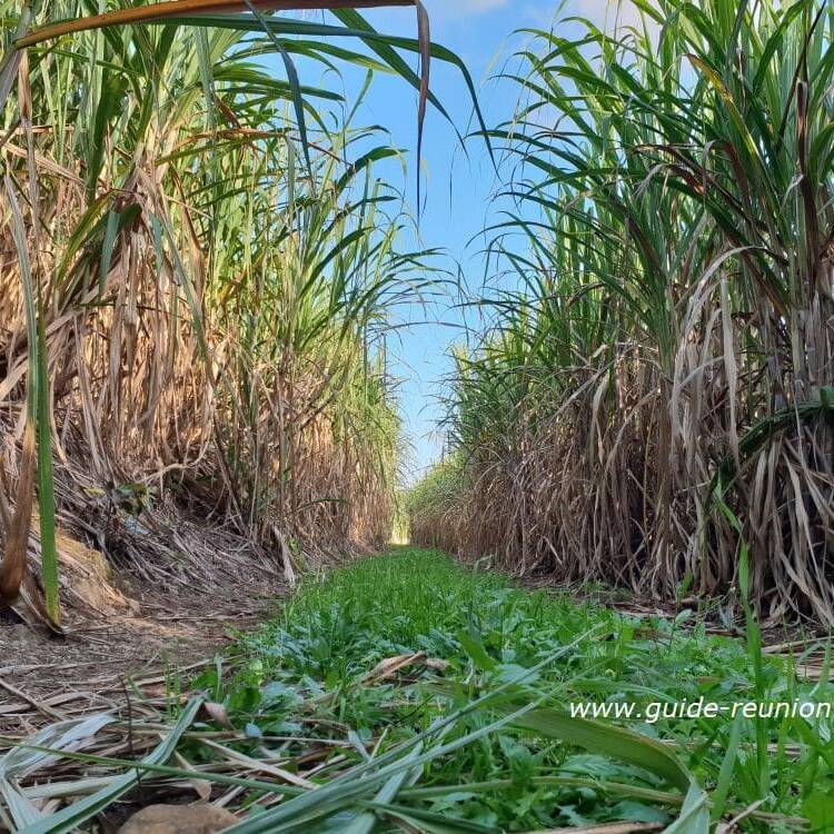 Guadeloupe : nouveau report pour le lancement de la campagne sucrière 2026