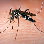 Chikungunya : la menace se précise, les médecins appellent à anticiper malgré les doutes sur les vaccins