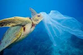 Traité mondial contre le plastique : dialogue relancé entre producteurs et Etats insulaires